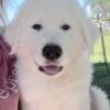 Great Pyrenees Newfoundland puppies