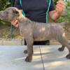Cane corso pup 9 weeks old