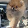 Pomeranian male looking for home