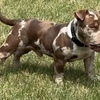 Micro American bully chocolate Tri Merle up for stud!