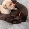 Chocolate Labrador Puppies AKC