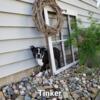 TINKER - AKC Registered Boston Terrier
