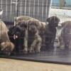 Cane corsos akc registered. Amazing family and guards