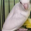 Male albino parrotlet open to offers and trades.