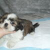 shih-tzu   puppies for sale