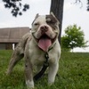 Exotic chocolate tri male pocket bully available fa stud