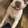Pure Bred Boston Terrier STUD ONLY *not registered*