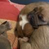 Tri Color XL Bully Puppies