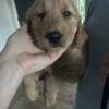 READY TODAY male golden retriever puppy 8 weeks