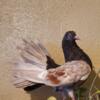 Fantail pigeon looking for a new home