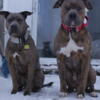 American staffordshire terrier Pure bred pups