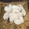 Dalmatian Puppies for Sale Males and Females