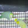 Young bonded parrotlett pair