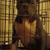 5 month old American Bully looking for her forever home