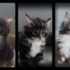 Gorgeous  Maine Coon Babies