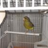 Two Male Canaries available