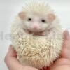 Looking to Adopt a Hedgehog?