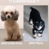 AKC Toy Poodle Puppies Coming next week