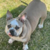 American Pocket Bully looking for a new home!