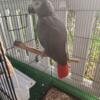 African grey needs rehomed6 yr old male