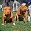 XL'S AMERICAN BULLY DOGS/PUPPIES