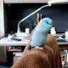 Blue parrotlet baby