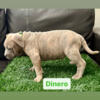 10 week old Dax & Miagi bloodline Pups Available