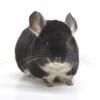 Pair of Mother / Daughter Female Chinchillas  Black Pearl & Standard  "Mama" & "Dusty"