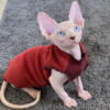 Sphynx male cat red color for sale