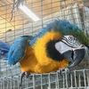 Macaw single and proven pair