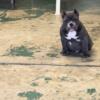Beautiful  American bully blue male with papers