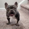 MIcRo Frenchie Male Stud SUPER Compact Looking for a new home