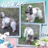 AKC registered sable roan male cocker spaniel, house and crate trained, all shots, Mother's Day Special!