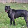 CANE CORSO  STUD SERVICE  AVAILABLE