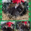 Dwarf Bunnies (Holland Lops , Fuzzy Lops and Netherland Dwarfs)