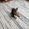 Purebred Yorkie pups available now