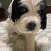 English Springer x American Cocker spaniel puppies for sale