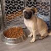 Purebred black and Fawn pug puppies available  .