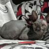Sphynx Female and males sweet and ready