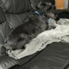 Schnauzers 7 yr old males