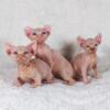 Hairless Bambino & Dwelf Kittens - AVAILABLE - Hairless Sphynx Elf Bambino & Dwelf Kittens - Sphynxking.Com