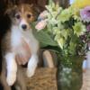 Purebred Sheltie Last male available