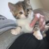 Calico females for sale