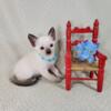 Illinois Siamese kittens Ready June 2024- Seal point kittens - Call or E-mail