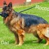Beautiful German Shepherd puppies available