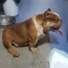 Exotic Bully Stud Only