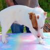 1.5 Year Old Merle Jack Russell Female
