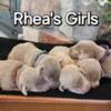 Silver AKC Puppies for sale