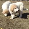 Great Pyrenees Puppies - Northwest Indiana