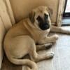 Male Kangal puppy 3 months old